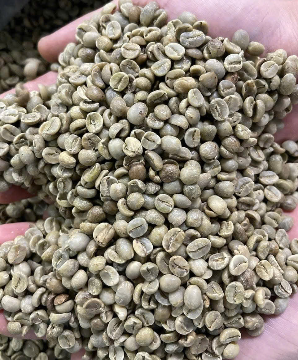 Nhân Cà Phê Arabica S16/ S18