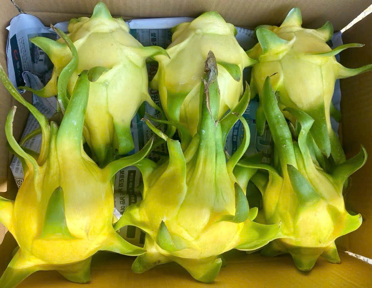 fresh yellow dragon fruit