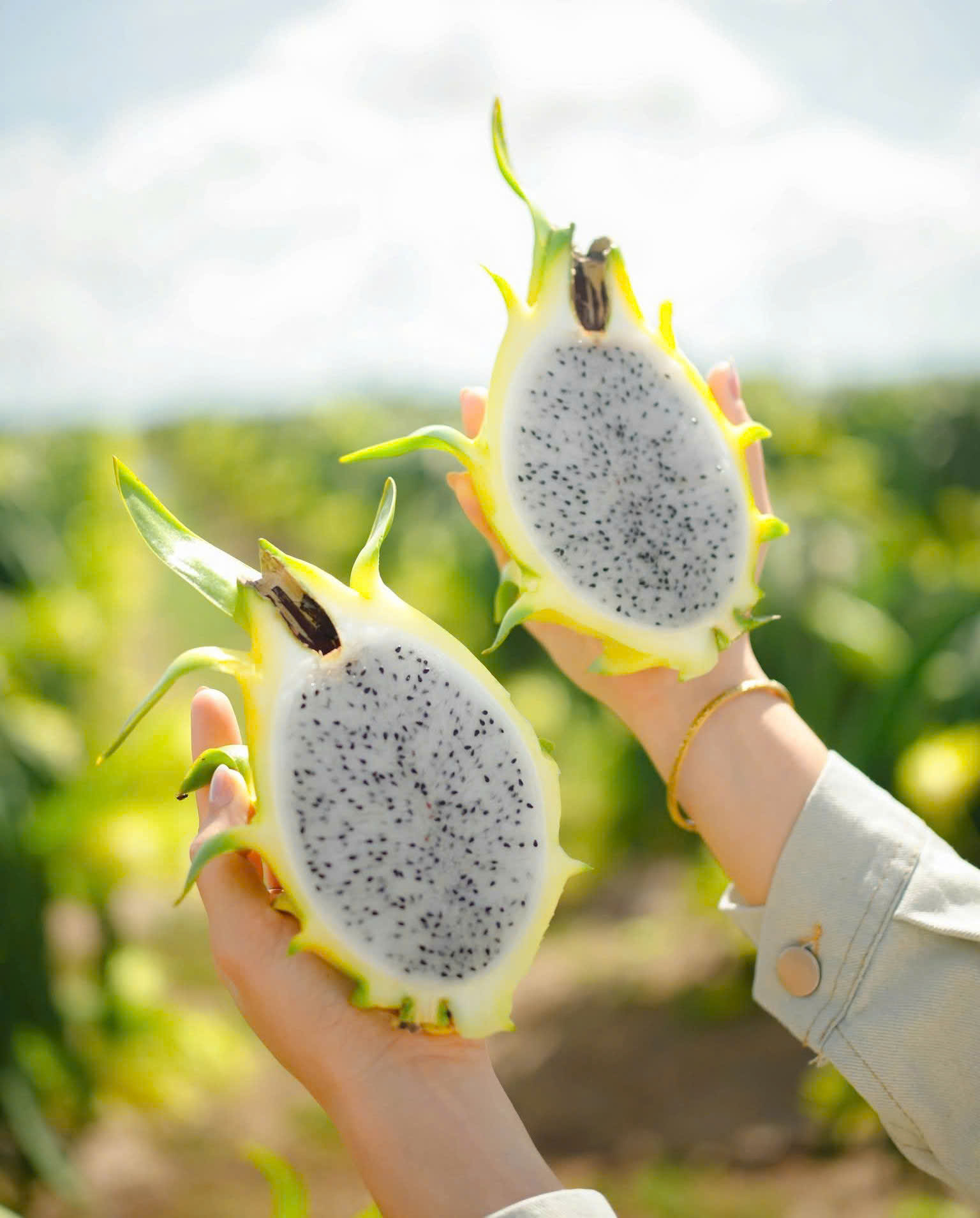 fresh yellow dragon fruit